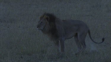 male in grassland marking making a scrape with hind legs territory air