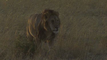 male in grassland marking making a scrape with hind legs territory air