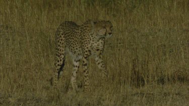 cheetah stalking slowly