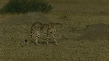 cheetah walking slowly and watching