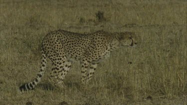 cheetah slowly sitting down on hind legs, then lying down