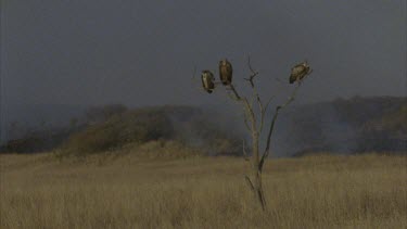 vultures sitting on bare, solitary treetop, plains all around