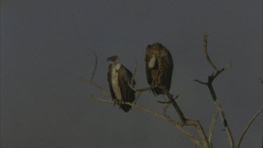 two vultures sitting on bare, solitary treetop, plains all around