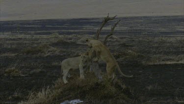 three lions playing around dead tree, beautiful shot