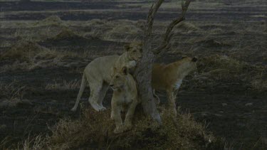three lions sitting lying standing around dead tree, beautiful shot
