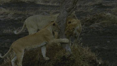 three lions playing around dead tree, beautiful shot