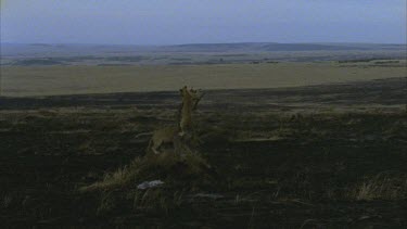 lions climbing tree, falls down, beautiful shot