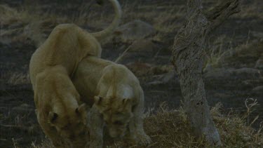 two lions playfully fight rolling down mound