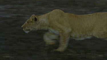 lioness runs and stops