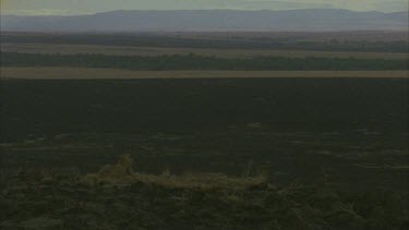 solitary lion sits, view until blue mountains