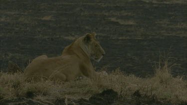 solitary lion sits on burnt ground