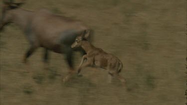 topi calf running to catch up with adult walking