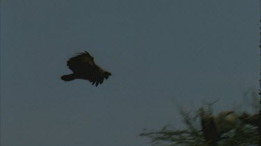 flying vulture lands on tree