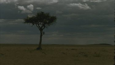 scenic of plains with a tree, Thomson's Gazelles grazing