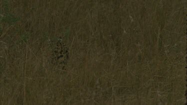 serval cat walking through long grass, occasionally lifts head
