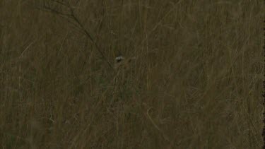 serval cat camouflaged as it walks through long grass