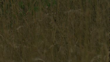 serval cat sits in long grass completely camouflaged, barely seen