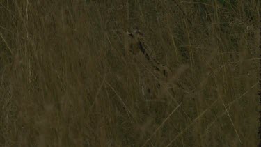serval cat crouches in long grass, head moves, ears twitch