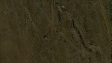 serval cat head, turns head, scratches neck,