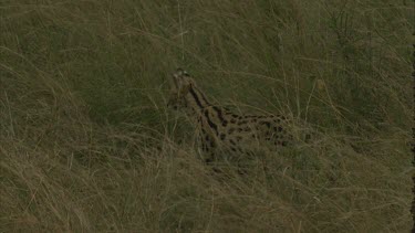 serval cat slinks around in grass, pounces and head disappears in grass possibly killed something