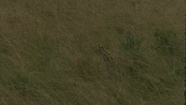 cat sits, walks off in grass, just able to see