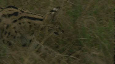 cat walks behind bushes, clear shot