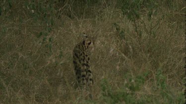 back view of cat walking through grass, disappears into long grass