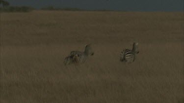 lion chasing three zebras, pounces on one and attacks it