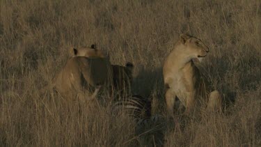 third and fourth lionesses joins, third starts eating biting zebra hungrily
