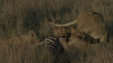 all five lions are eating zebra, one looks up and opens mouth wide
