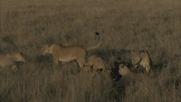more lions join, group eating and standing around