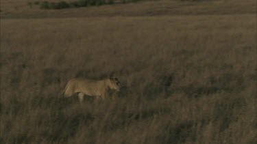 lion runs across plains to join group of lions eating zebra