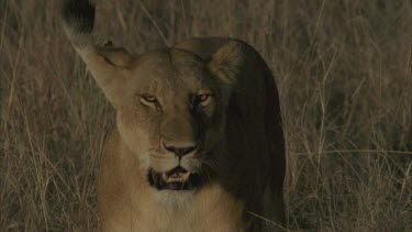 front view of lioness head and body