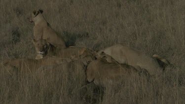 group of lioness eating