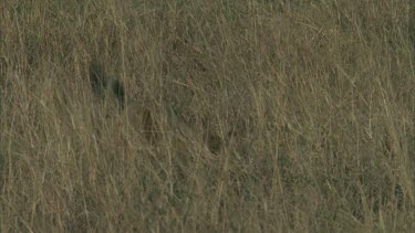 lioness play fight in long grass