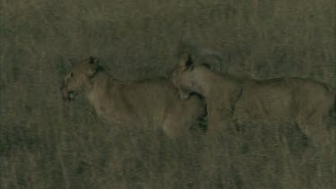 lioness play fight in long grass