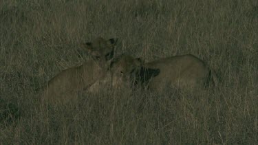 3 lioness play fight in long grass