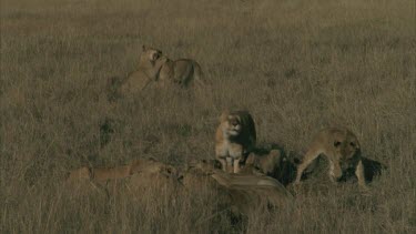 group of lioness eating
