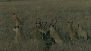 group of lioness standing facing one direction