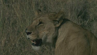 lioness moves head