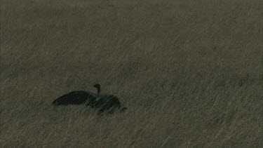 vultures land in grass