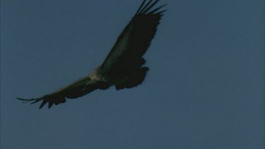 vulture lands in grass