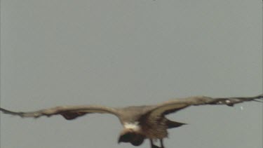 vulture landing next to group of vultures