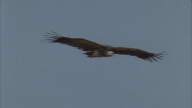 vulture flying