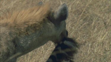 hyena runs scavenges on carcass