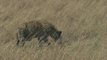 hyena runs scavenges on carcass