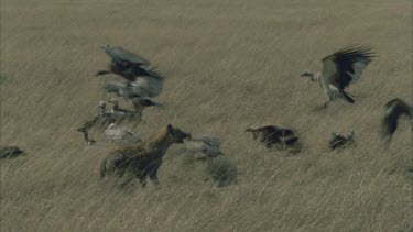 hyena runs scavenges on carcass drags zebra skin past vultures