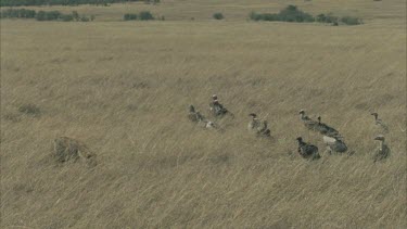 hyena runs scavenges on carcass while vultures watch waiting for spoils