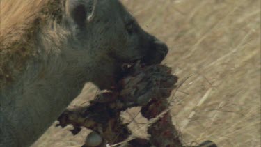 hyena scavenges on carcass lifts whole large bone in air