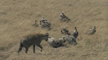 hyena steals carcass bones from vultures